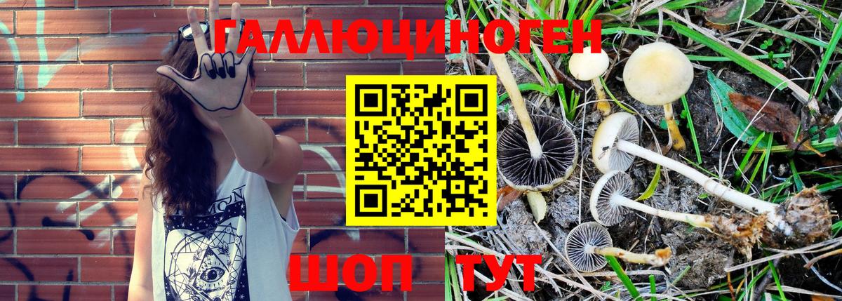 Псилоцибиновые грибы Cubensis Темрюк
